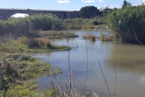 Adiós a la masa de vegetación, hola al Millars: Almassora se abre a su río con un mirador