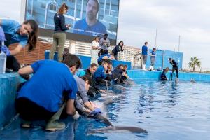 Veterinarios de todo el mundo aprenden diferentes técnicas de rescate con los delfines del Oceanogràfic