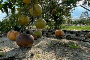 La Comunitat Valenciana se prepara para la llegada del Huanglongbin, una enfermedad que afecta gravemente a los cítricos