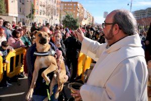 Quart de Poblet celebra la festividad de San Antonio Abad con la tradicional bendición de animales