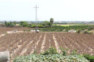 La Comunitat Valenciana bate su récord histórico de tierras abandonadas