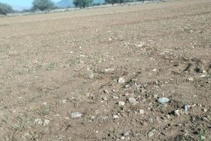 Alarma en el campo valenciano: la ausencia de lluvias prevé una campaña catastrófica para los productores de cereal