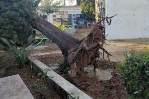 Burriana repondrá los 200 árboles derribados por el reventón térmico en el Día del árbol