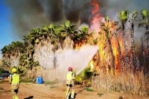 Los bomberos se movilizan por un incendio de palmeras en Nules