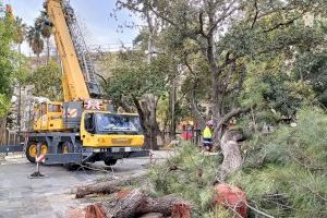 Infraestructuras procede a la tala de causarinas en la Glorieta Gabriel Miró ante el riesgo de caída