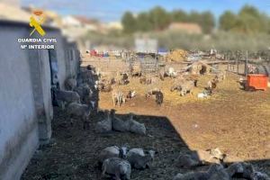 Hallados varios cadáveres de ovejas en una acequia que desemboca en el río Segura