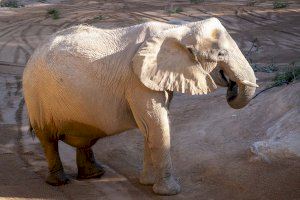 BIOPARC Valencia anuncia con gran ilusión el avanzado estado de gestación de una de las elefantas