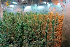 Desmantelada una plantación de marihuana indoor en Benitatxell