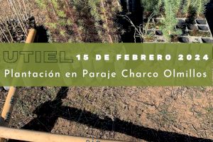 Utiel celebrará el Día del Árbol con la plantación de 800 ejemplares en Sierra del Negrete