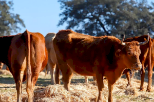 La Unió exige una línea de ayudas para los ganaderos de vacuno con afección en sus animales de la EHE