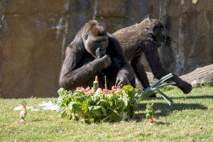 Fin de semana de celebración en BIOPARC Valencia por su 16º Aniversario