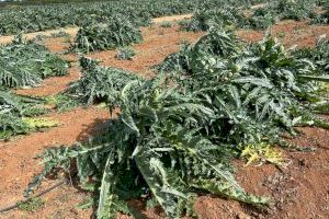 Debacle en el campo castellonense por el temporal de viento