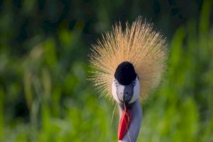 El Hemisfèric celebra la biodiversidad del planeta con la nueva película‘Animal Kingdom’