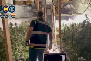 Sorprendente hallazgo: una antigua fábrica de calzado en Elche esconde una plantación de marihuana domotizada