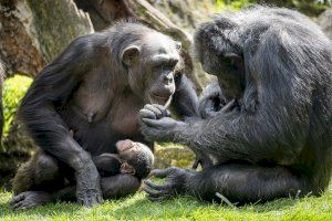 La cría de chimpancé de BIOPARC Valencia se llama Cala, que significa “fortaleza”