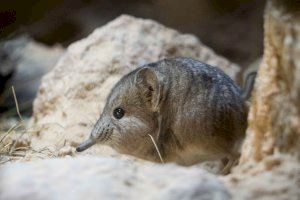 BIOPARC Valencia alberga el único individuo de España de la rara musaraña elefante