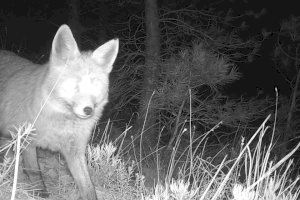 Medio Ambiente evalúa la presencia del gato montés en los bosques de la Comunitat Valenciana gracias al sistema de foto trampeo