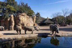 Primeras cópulas de rinoceronte en BIOPARC Valencia dentro del proyecto internacional para la conservación de esta especie amenazada