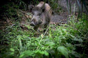 Accidentes y pérdidas agrarias en aumento: los cazadores valencianos reclaman atajar la sobrepoblación de jabalíes