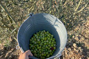 Estos son los tres mejores AVOEs ecológicos de la Comunitat Valenciana