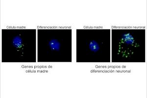 Un estudio del Instituto de Neurociencias desvela el mecanismo que evita los conflictos en la actividad de las células madre del cerebro