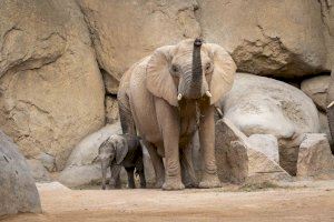 El segundo elefante nacido en BIOPARC Valencia se llamará Malik