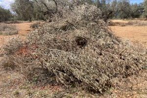 LA UNIÓ pide a la Generalitat poder quemar restos agrícolas en parcelas situadas a más de 100 metros de terrenos forestales