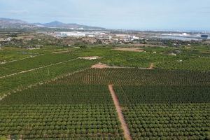 Alerten que la planta solar projectada entre Onda i l'Alcora acabaria amb una de les zones citrícoles valencianes de major valor