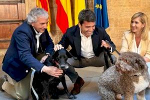 Carlos Mazón: “Reforcem la protecció animal i ens situem en l'avantguarda de la lluita contra l'abandó d'animals”