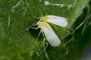 La Inteligencia Artificial contraataca a la mosca blanca: desarrollan tecnologías para salvar los cítricos y caquis valencianos