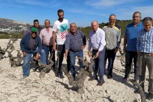 Alertan de la "situación catastrófica" de la uva Moscatel en la Comunitat Valenciana