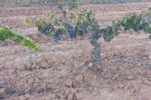 La sequía y la fauna salvaje devastan el cultivo de uva de mesa: las pérdidas superan los 1,6 millones en Alicante