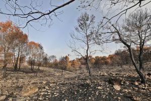 La Diputación destina más de 1,5 millones de euros para ayudar a los municipios a prevenir incendios forestales