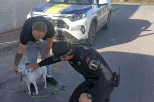 Nules blinda al seu policia local amb un curs sobre mossegades de gossos: agents preparats per a actuar davant qualsevol atac