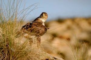 Los Homo sapiens facilitaron el establecimiento del águila perdicera en el Mediterráneo hace 50.000 años, según un estudio de la UMH