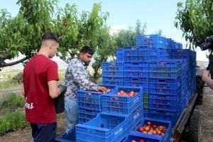 La Comunitat Valenciana ha perdut 30.000 camps de futbol d'arbres fruiters en els últims anys