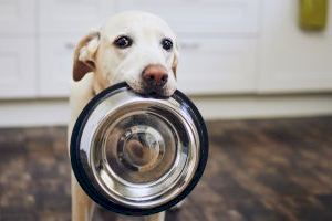 ¿Alimentamos bien a nuestras mascotas? Estos son los errores que más cometemos