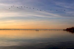 La Junta de Govern exigix el compliment de les aportacions d'aigua a l'Albufera contingudes en el Pla Hidrològic