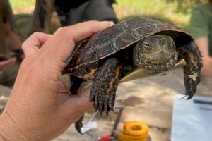 El Projecte Emys localitza dues tortugues d’aigua ibèriques a la Marjal de Rafalell i Vistabella