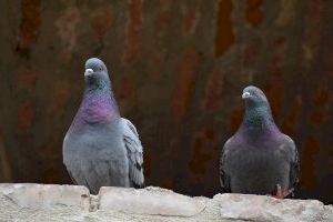 El Ayuntamiento de Valencia pone en marcha un plan de choque contra la suciedad de las palomas en los frontones del polideportivo de Nazaret