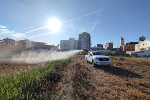 Última tecnologia i conscienciació ciutadana: claus per a combatre al mosquit tigre