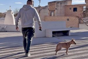 Paterna arranca otra campaña del servicio municipal de ADN canino para conseguir censar al 100% de los canes de la ciudad