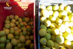 Cae una trama de estafadores de limones en Alicante: más de 30.000 euros robados y 70.000 kilos hurtados