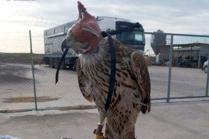 Un cazador furtivo usa una ave rapaz para caza ilegal en la Albufera y publica los videos en redes sociales