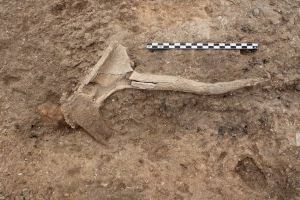 Les excavacions de la UA als Saladars aporten novetats sobre les pràctiques econòmiques dels grups del final de l’edat del bronze