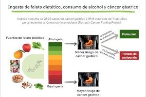 Un estudio muestra que el beneficio de la ingesta de folato para el cáncer de estómago desaparece con más de 2 copas de alcohol al día