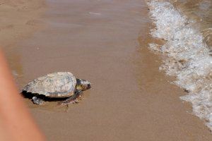 La Fundación Oceanogràfic suelta en la playa de Puerto de Sagunto una tortuga recuperada