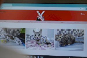 Xàtiva activa un portal de adopción de gatos en la nueva web de colonias felinas Xatigats