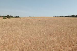 Los cereales no han podido resistir los efectos de la sequía