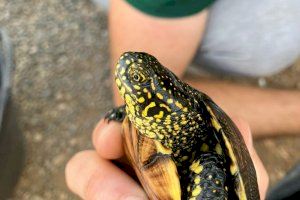 Convoquen una jornada d'estudi de les tortugues autòctones a l'aiguamoll Ramsar de Moncofa